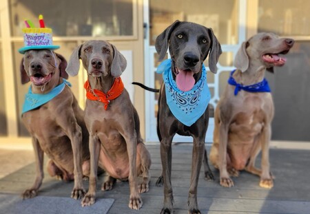 Hunter, Oliver, Chester and Booker