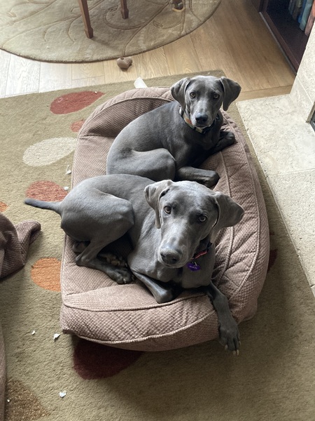 Moxie and Ruthie
