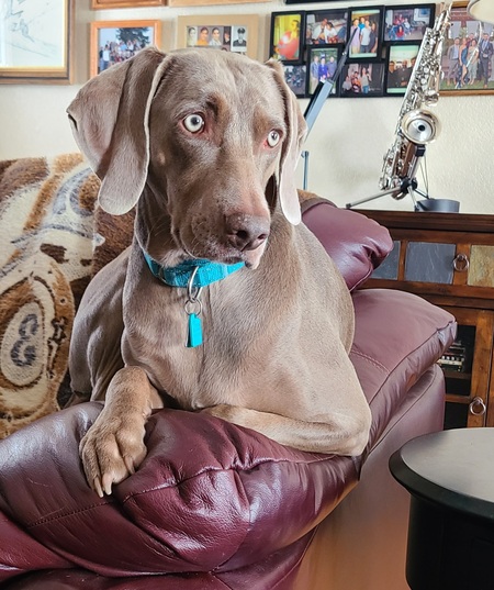 LuLu