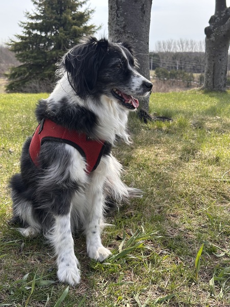 Oscar