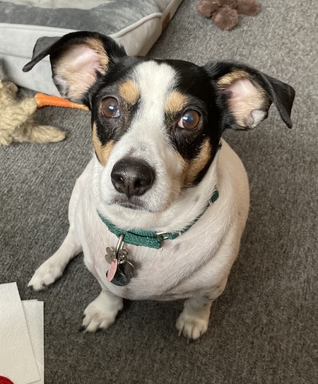 Buddy