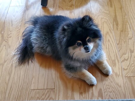 Heidi