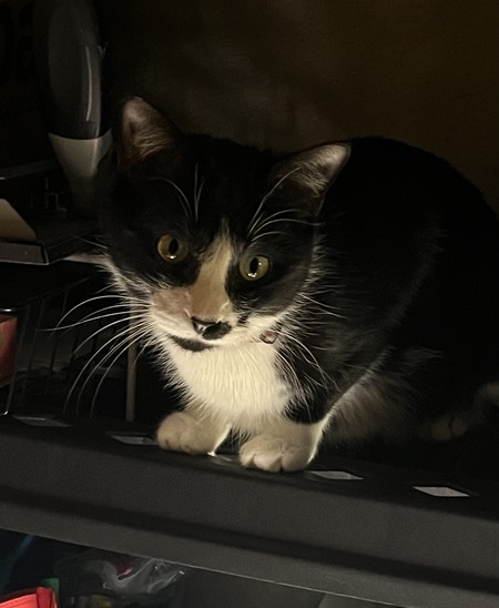 Linus Bo