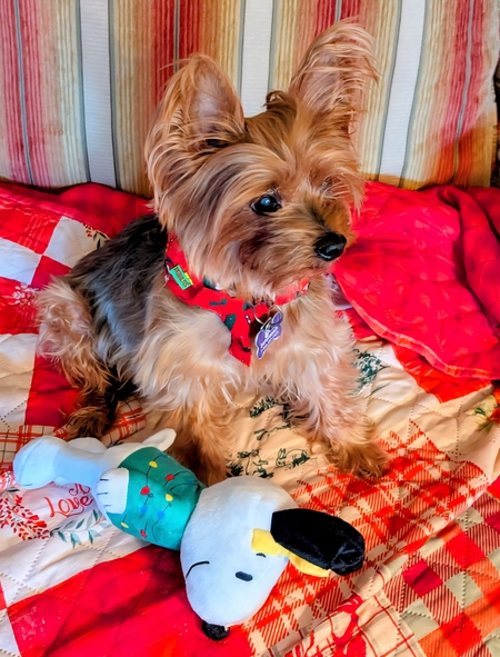 Gizmo