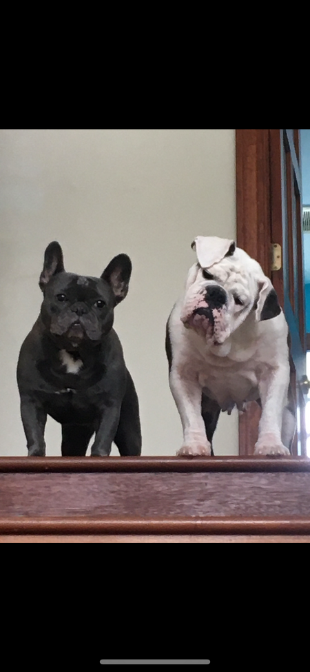 Stitch & Gizmo