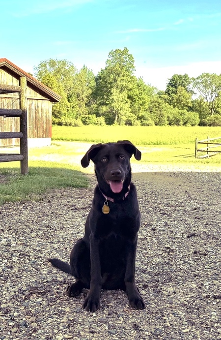 Bailey 