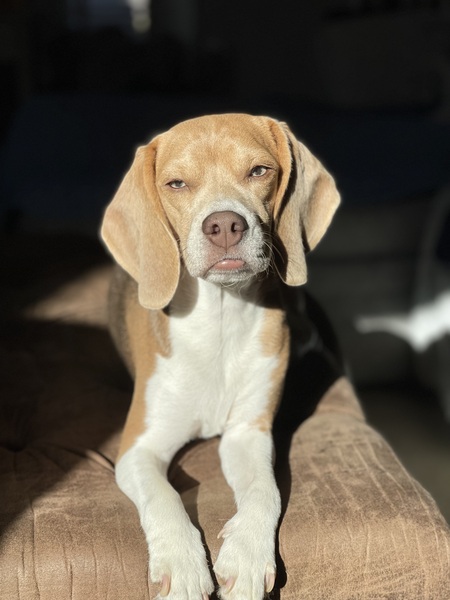Darcy Jane