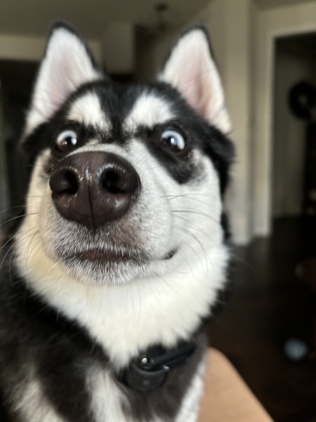 Fin