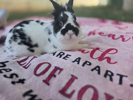 Nova
