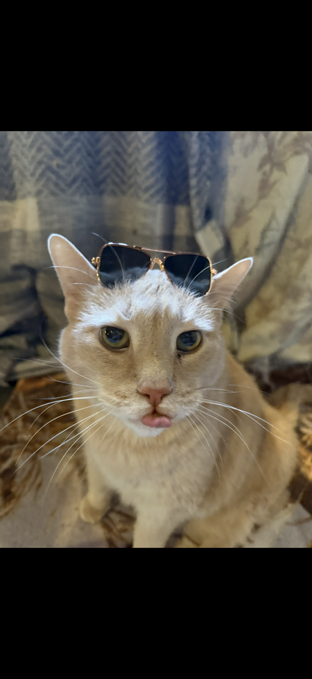 Little Whitey
