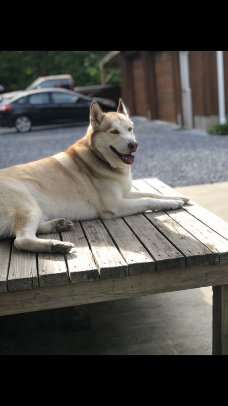 Finn