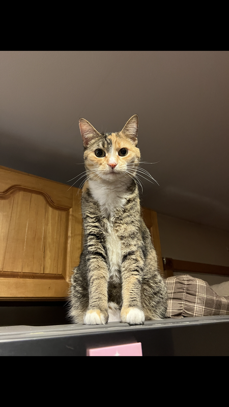 Sophie