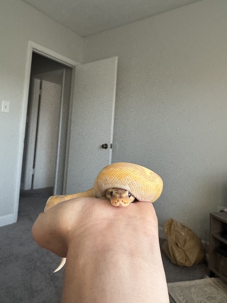 JJ
