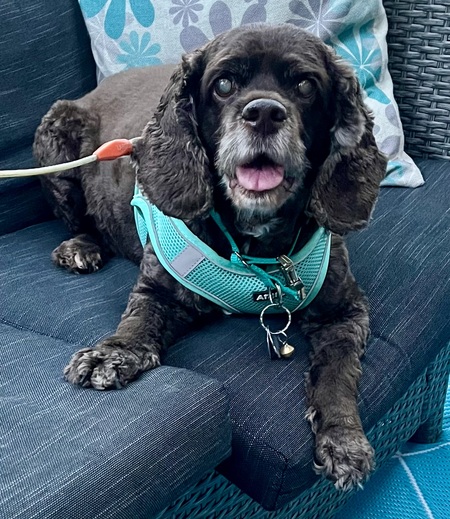 Sophia