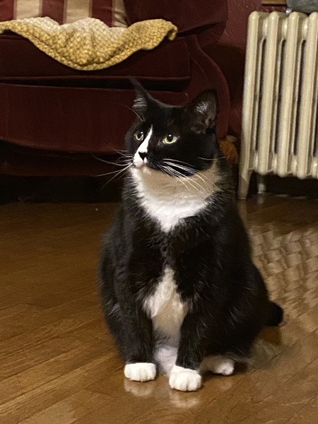 Lulu