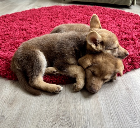 Remington & Ruger