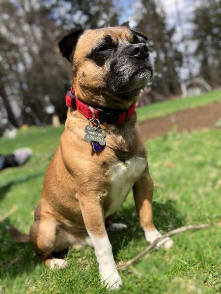 Taz