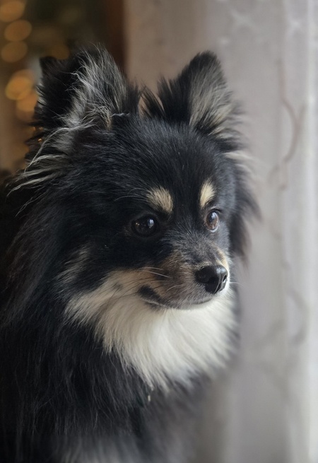 Koda