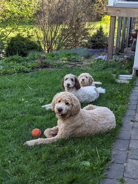 Entry image for Mabel, Cocoa, and Luna. Clicking this image will show a larger photo
