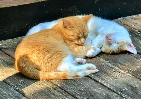 Gwennie/ Tinkerbelle 