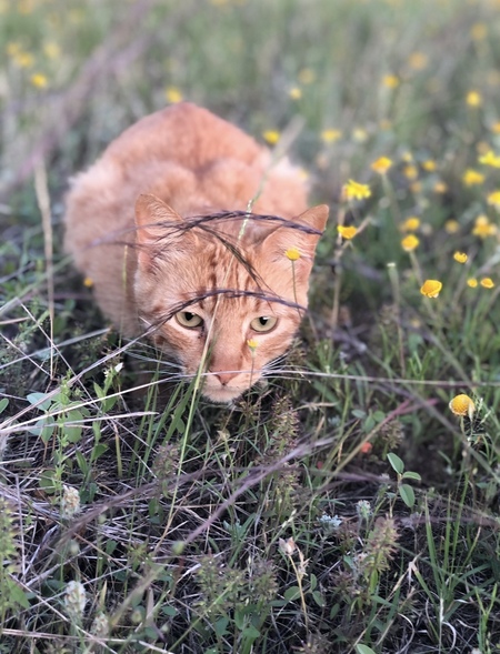 Tom