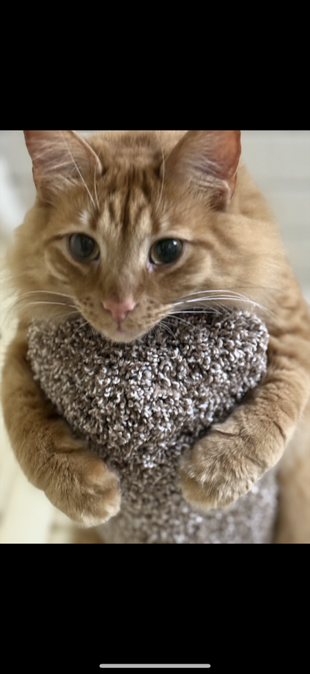 Toby Tom