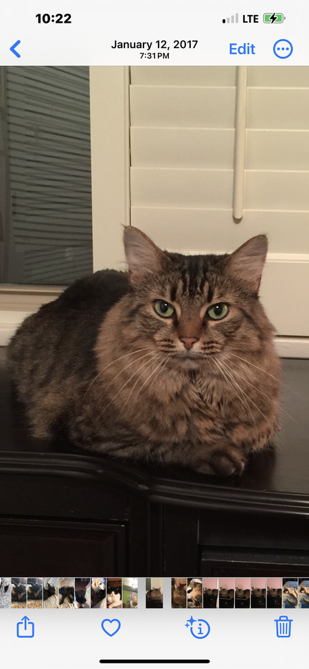 Mama Kitty 