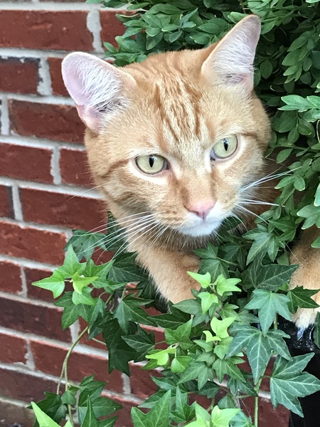 Leo