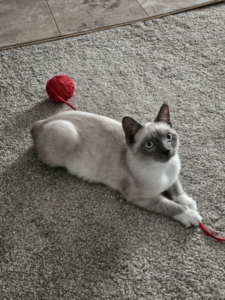 Finn