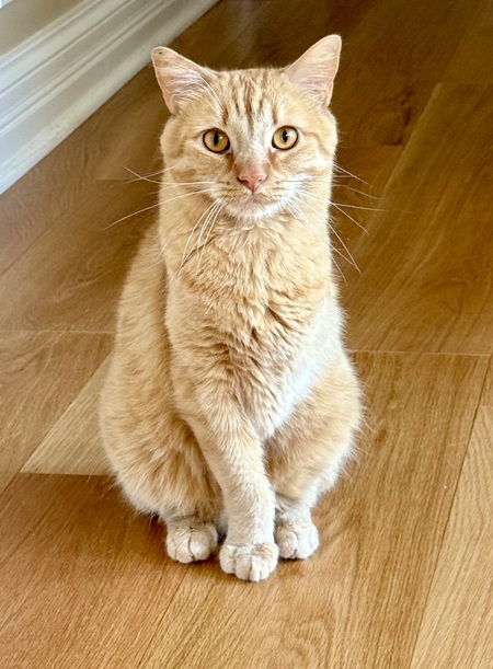 Cheddar 