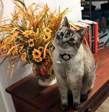 Skipper