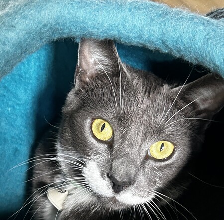 Cubby