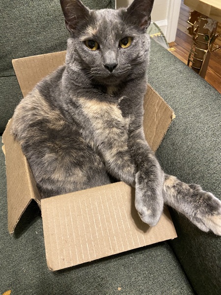 Vivian