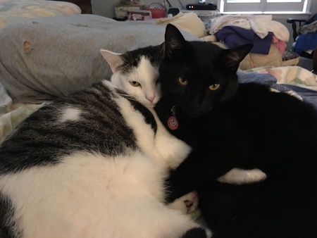 Lincoln and Cooper