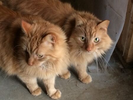 Bubba and Scruff