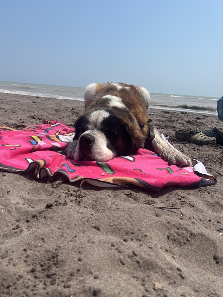 Homer