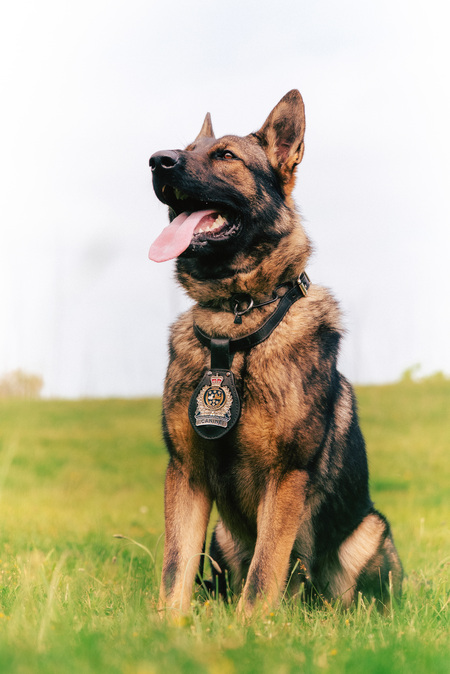 Police Service Dog, Bauer