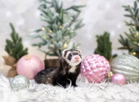 Garret The Ferret