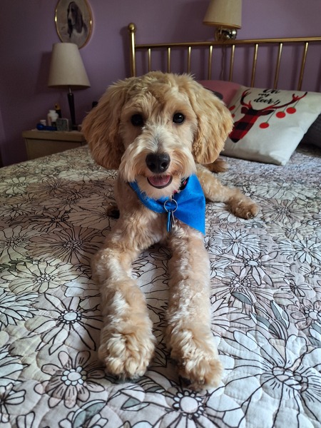 Scottie 