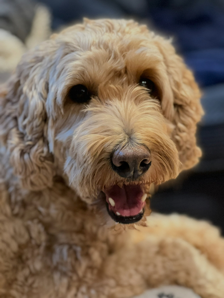Fozzie