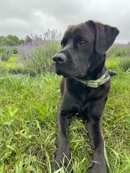 Teddi