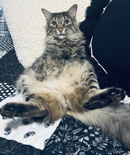 Greyson