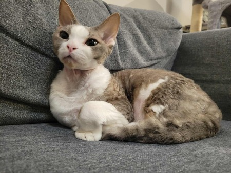 Dewey