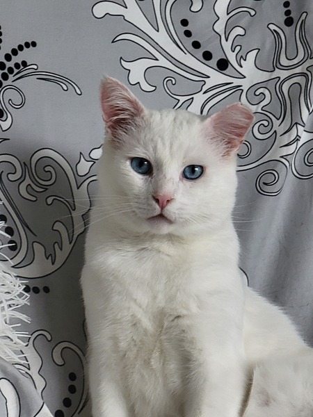 Ghost