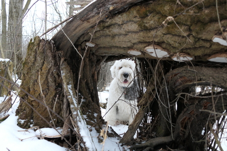 Sampson