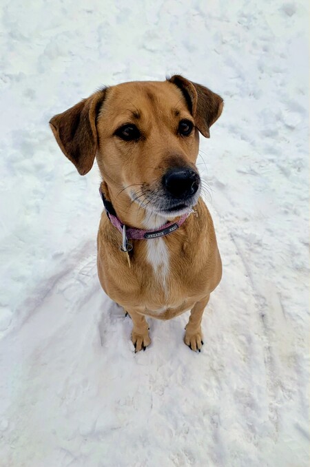 Otis (She is a girl, but my last rescue was named Sito, so when I got her I reversed the letters)
