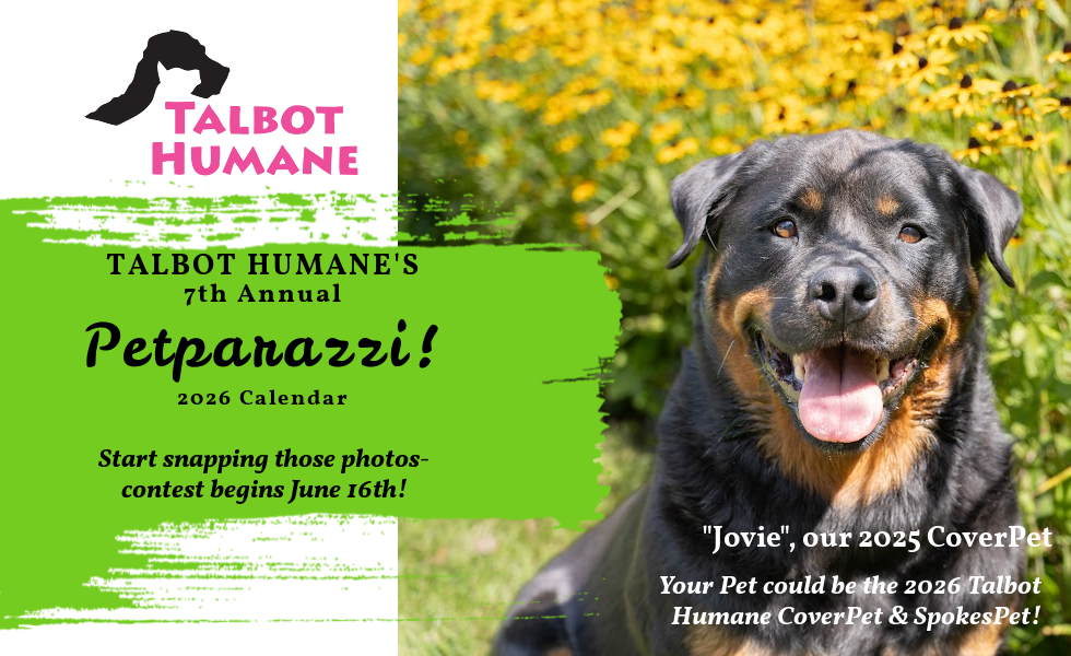 Homepage Talbot Humane Talbot Humane’s 7th Annual 2026 Petparazzi Homepage Talbot Humane Talbot Humane’s 7th Annual 2026 Petparazzi