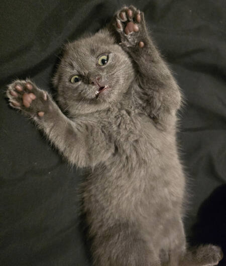 Kit 