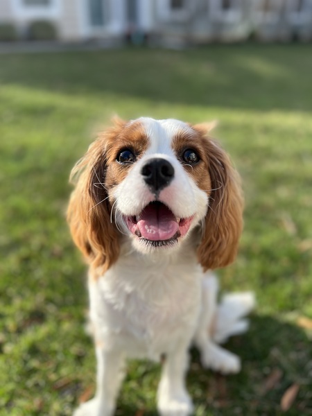 Auggie