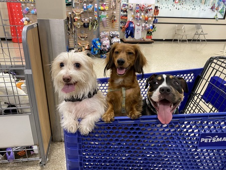 Toby,Opal and Freyja